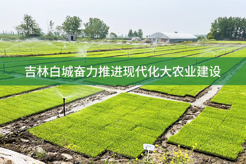 吉林白城奮力推進現代化大農業建設