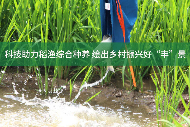 科技助力稻漁綜合種養(yǎng) 繪出鄉(xiāng)村振興好“豐”景