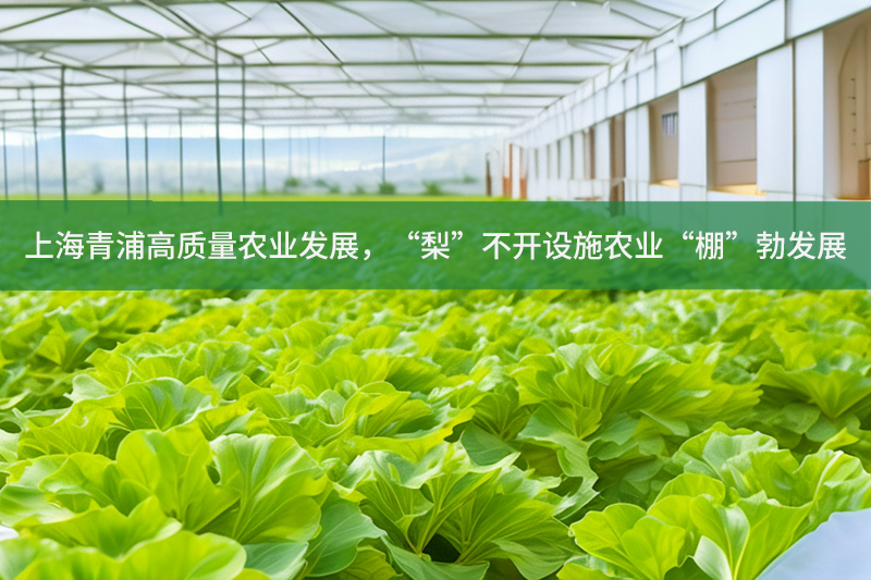 上海青浦高質(zhì)量農(nóng)業(yè)發(fā)展，“梨”不開(kāi)設(shè)施農(nóng)業(yè)“棚”勃發(fā)展