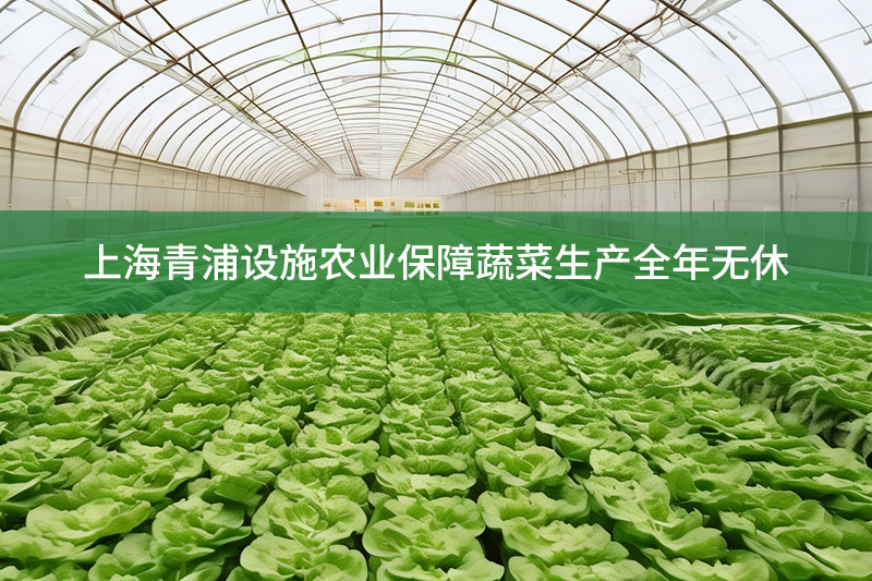 上海青浦設施農業保障蔬菜生產全年無休