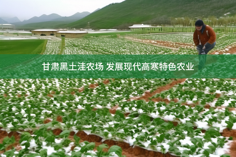 甘肅黑土洼農(nóng)場(chǎng) 發(fā)展現(xiàn)代高寒特色農(nóng)業(yè)