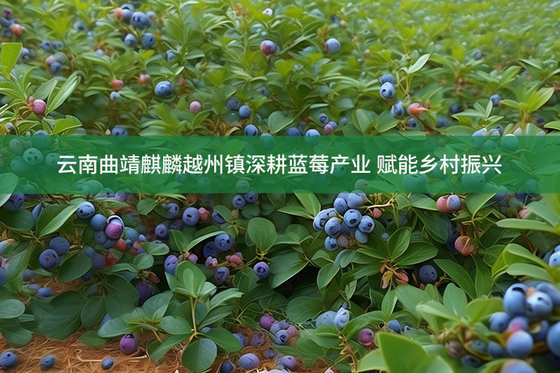 云南曲靖麒麟越州鎮(zhèn)深耕藍莓產(chǎn)業(yè) 賦能鄉(xiāng)村振興