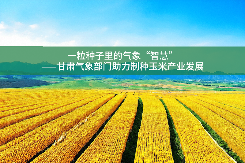 一粒種子里的氣象“智慧”——甘肅氣象部門助力制種玉米產(chǎn)業(yè)發(fā)展