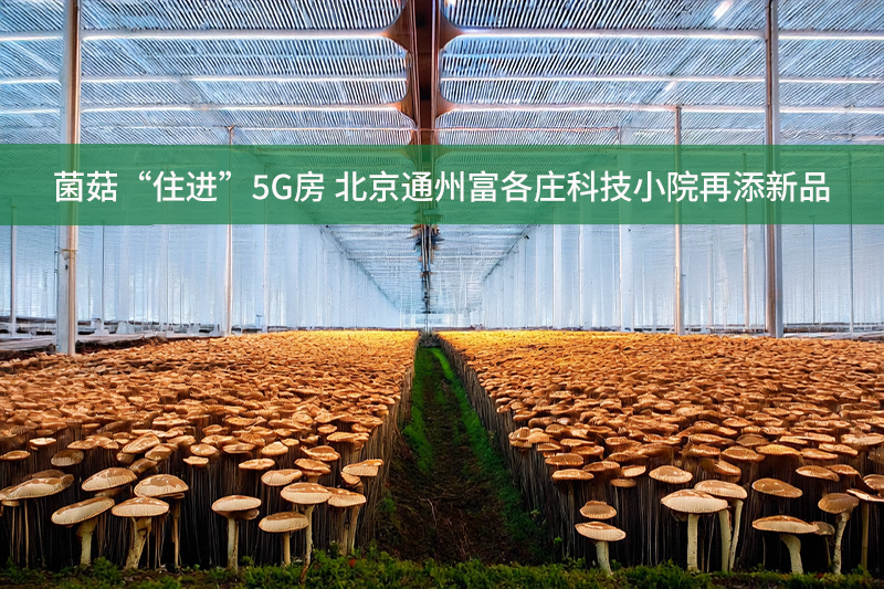 菌菇“住進”5G房 北京通州富各莊科技小院再添新品