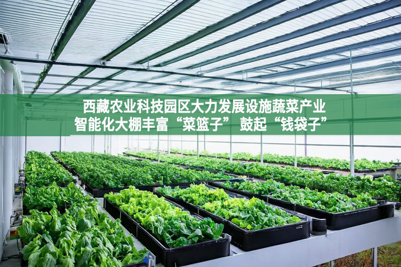 西藏農業科技園區大力發展設施蔬菜產業智能化大棚豐富“菜籃子” 鼓起“錢袋子”