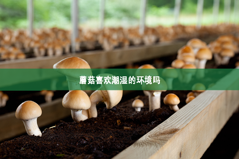 蘑菇喜歡潮濕的環(huán)境嗎