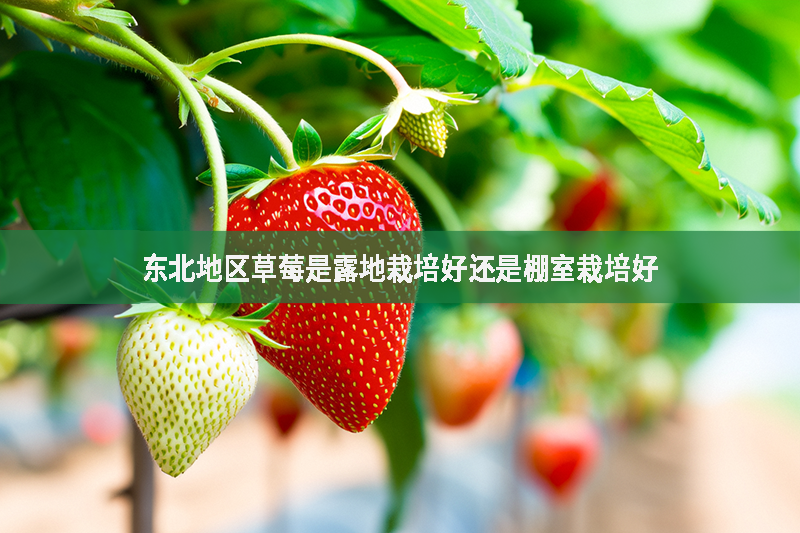 東北地區(qū)草莓是露地栽培好還是棚室栽培好?