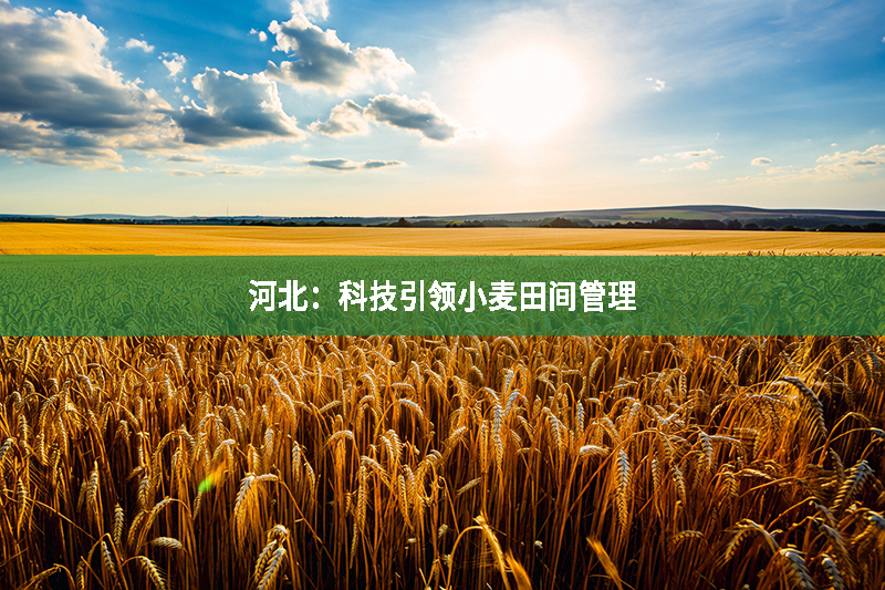 河北：科技引領(lǐng)小麥田間管理