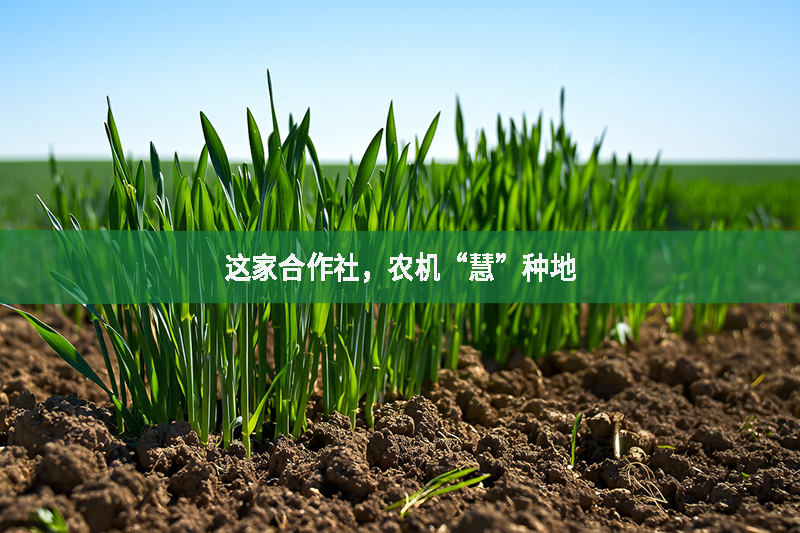 這家合作社，農(nóng)機(jī)“慧”種地