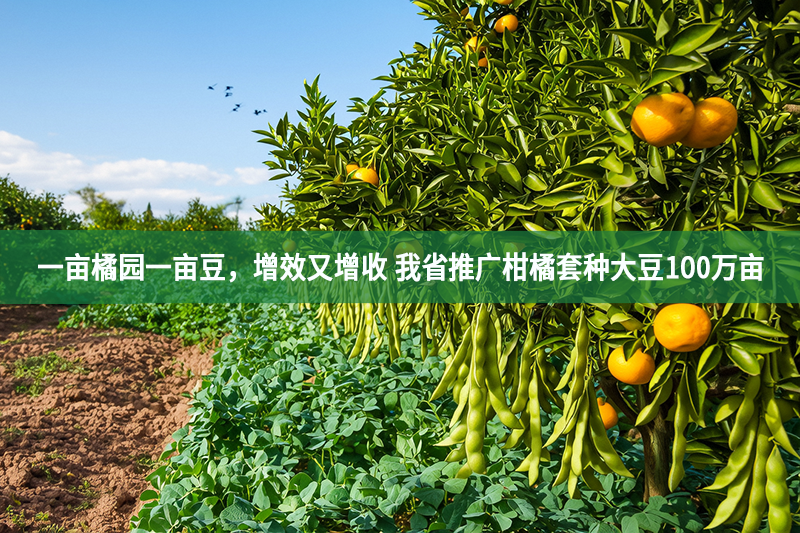 柑橘套種大豆