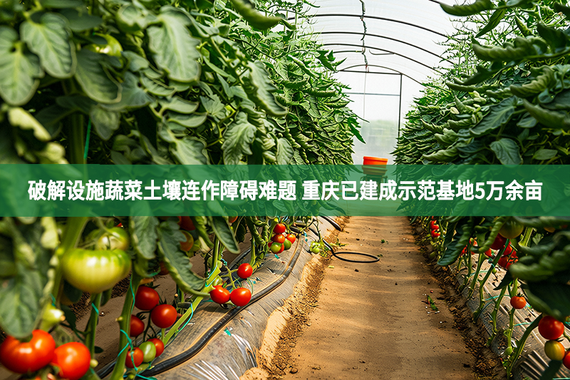 破解設(shè)施蔬菜土壤連作障礙難題 重慶已建成示范基地5萬(wàn)余畝
