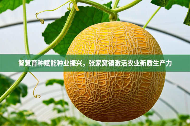 智慧育種賦能種業(yè)振興，張家窩鎮(zhèn)激活農(nóng)業(yè)新質(zhì)生產(chǎn)力