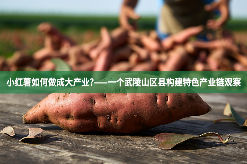 小紅薯如何做成大產(chǎn)業(yè)?——一個(gè)武陵山區(qū)縣構(gòu)建特色產(chǎn)業(yè)鏈觀察