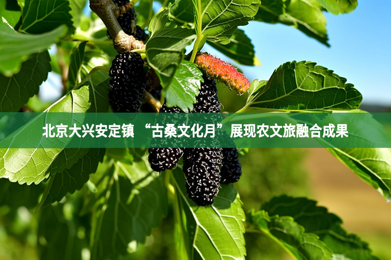 北京大興安定鎮(zhèn) “古桑文化月”展現(xiàn)農(nóng)文旅融合成果