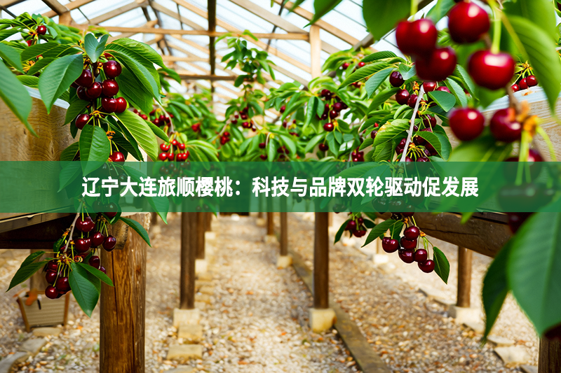 遼寧大連旅順櫻桃：科技與品牌雙輪驅(qū)動(dòng)促發(fā)展
