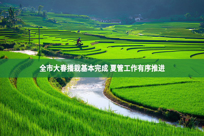 全市大春播栽基本完成 夏管工作有序推進(jìn)