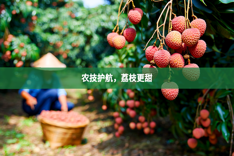 農(nóng)技護(hù)航，荔枝更甜