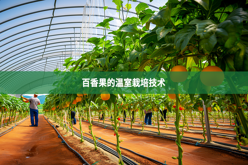 百香果的溫室栽培技術(shù)