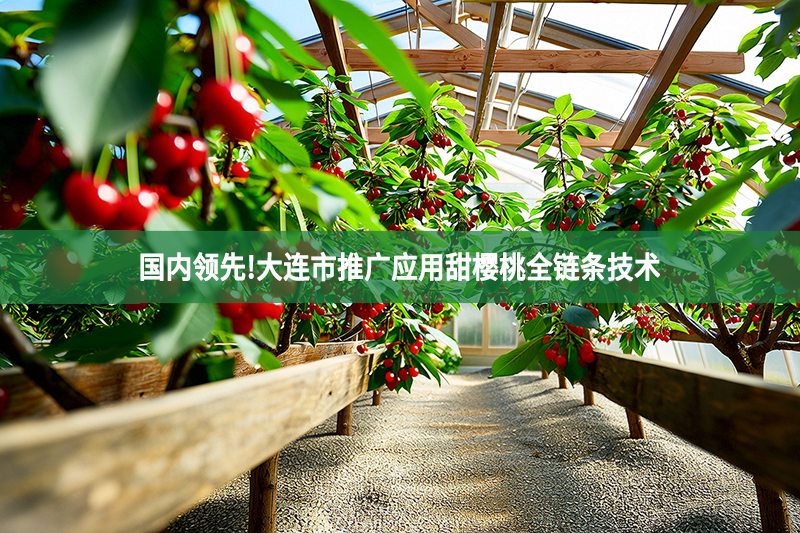 國內(nèi)領(lǐng)先!大連市推廣應(yīng)用甜櫻桃全鏈條技術(shù)
